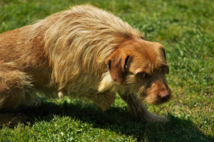 不止实力！鲁内比赛数据折射出的顽强拼搏精神，值得学习！
